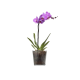 Горшок для квітів 13,5 см. BOTANICA PAŞABAHÇE  - 53837-1